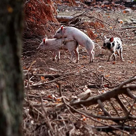 فندق Longueville House 4*