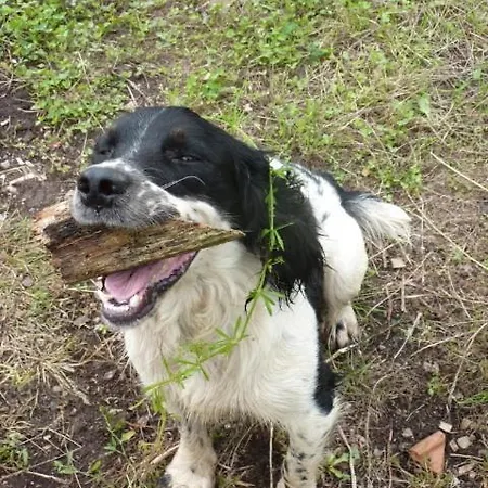 酒店 Longueville House 马洛