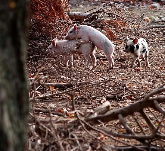 호텔 Longueville House 4*