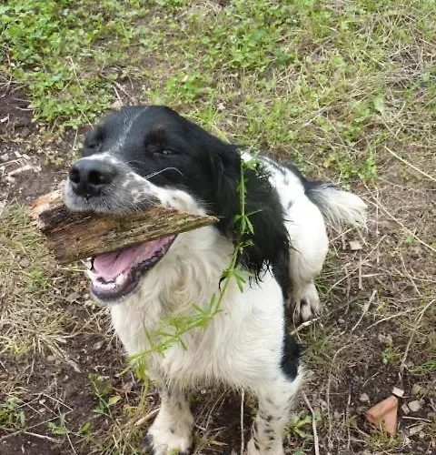 호텔 Longueville House 맬로